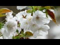 多摩森林科学園　八重桜、御衣黄咲き始め　2017・4・18   (4K)