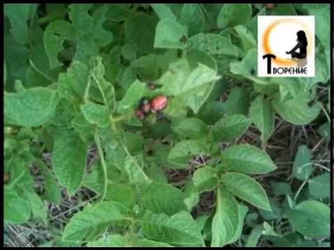 Актофит - биопрепарат от колорадского жука - YouTube