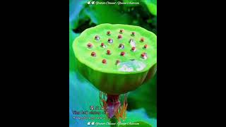 Download Lagu 荷塘月色 - He tang yue se - Cahaya bulan kolam teratai - Lirik +  Terjemahan Bahasa Indonesia. MP3