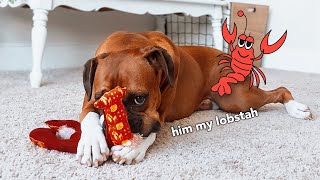 My Dog Shredded The Lobster 🦞 SHE FEELS SO BAD 🥺 by Roxie Boxie 413 views 1 year ago 1 minute, 9 seconds