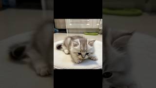 good cat… sleepy cat… #cutecat #cute #cat