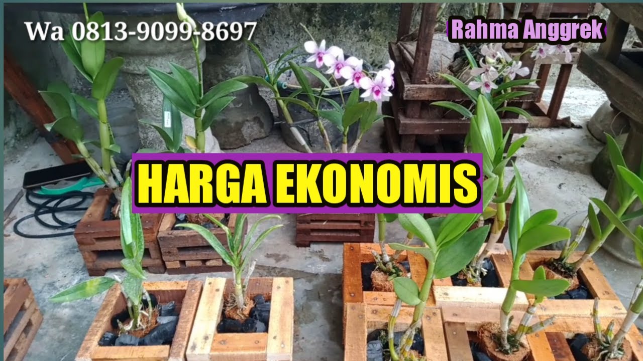ANGGREK DENDROBIUM, Caesar white ,Mentangai, rabbit pink, sonia white # ...