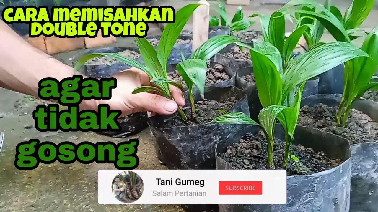 Tip mudah pemisahan bibit sawit 2 mata tunas double tone