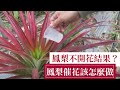 【阿星種植】古早鳳梨催花法，有助於鳳梨開花結果