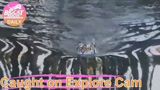 Priya Tiger morning swim, racing Dutchess Tiger at Big Cat Rescue