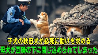 【奇跡の実話】子犬の秋田犬が必死に助けを求める――母犬が瓦礫の下に閉じ込められてしまった。