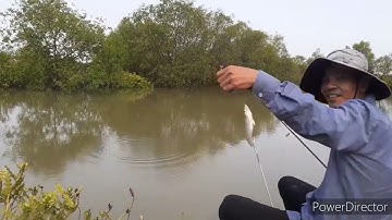 Câu cá bóng Đục, quay lại môn câu truyền thống || Thiên Nhiên Muôn Loài