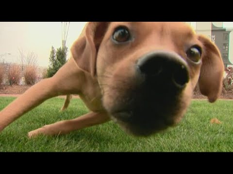 Video: Hoe de National Dog Week te vieren!