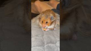 Dezső #hamster #cutehamster #hamstervideo #pet #petlover #petvideo #iphone14 #dezsothehamster