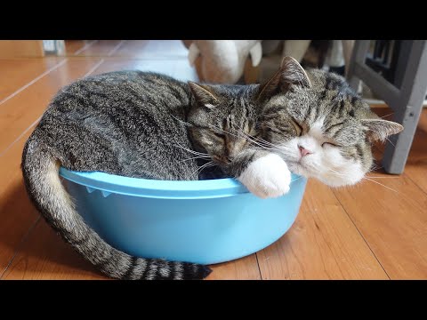 真夏のくっつきねこ。-It is midsummer, but Hana wants to sleep with Maru.-