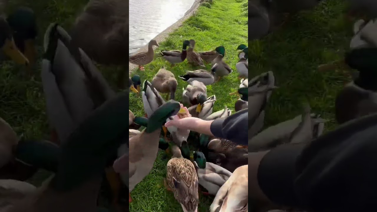 Hand Feeding Wild Ducks!! 