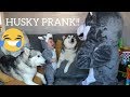 Pranking My Huskies By Becoming Huskies With My Baby!! [TRY NOT TO LAUGH]
