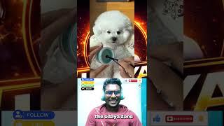 Cute Puppies Spa &amp; Care Routine 😍🐾 | Tamil Reaction Viral Video 🔥 KaKa illa Seemaile #puppyvideos
