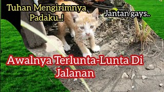 Kisah Anak Kucing Oren Hidup Berselimut Debu Jalanan | Awalnya Gigit Lihat Endingnya Bikin Nangis..!