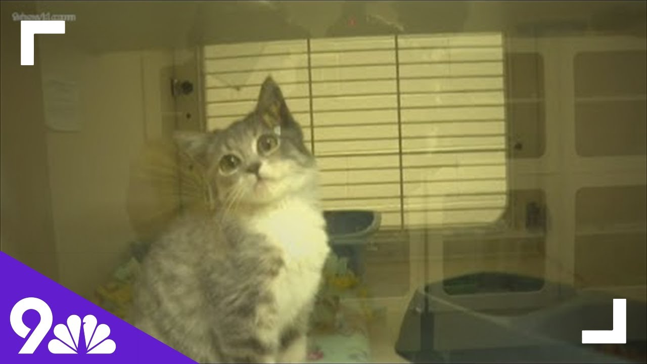 How To Help Stray Cats This Winter YouTube How To Help Stray Cats This Winter YouTube