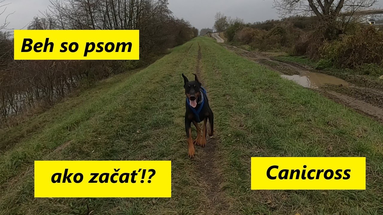 Ako na beh so psom !?- canicross