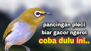 Pancingan Pleci Agar Gacor Ngerol Bongkar Isian