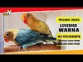 Jenis Burung Lovebird Fischeri