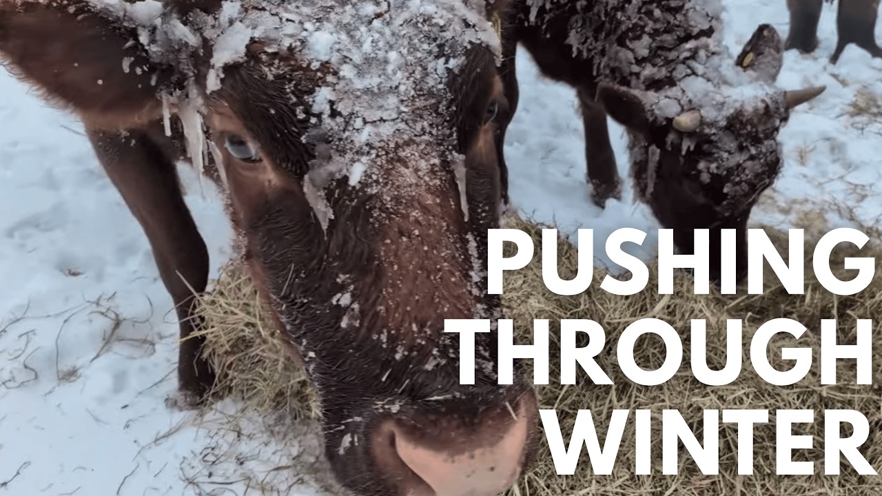 Pushing Through Winter and Keeping the Animals Fed