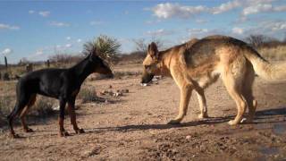 German Shepherd vs. Doberman