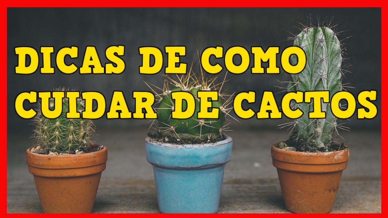 COMO CUIDAR DE CACTOS ❤ como cuidar de cactos e suculentas Por Cuidar de Cactos COMO CUIDAR DE CACTOS ❤ como cuidar de cactos e suculentas Por Cuidar de Cactos