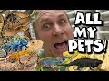 FEEDING ALL MY PET REPTILES!! THOUSANDS OF THEM! | BRIAN BARCZYK