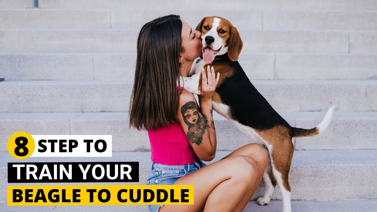 why do beagles like to cuddle