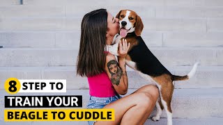 How to make your Beagle Cuddlefriendly and Affectionate