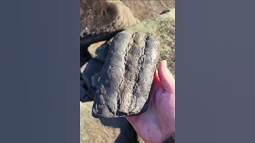 A section of a fossilized Lepidodendron root - the dots are where smaller rootlets were attached.