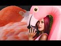عالم الحيوان ، فيلم وثائقي قصير بمعلومات لا تتخيلها عن طائر الفلامنجو Flamingo