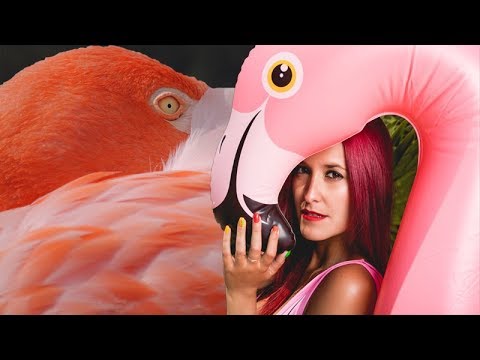 عالم الحيوان فيلم وثائقي قصير بمعلومات لا تتخيلها عن طائر الفلامنجو 