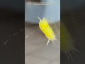 Does anyone know what kind of caterpillar this is?