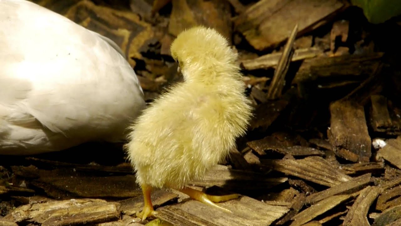 Chick of the Asian Blue Quail (Coturnix chinensis) / Küken der [Chinesischen] Zwergwachtel [2]