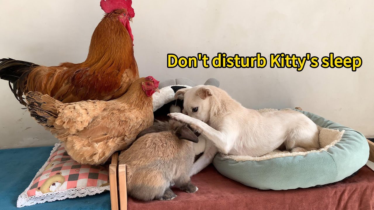 The rooster, hen, puppy, rabbit, and duck all came to visit Kitty! The puppy's behavior was so funny