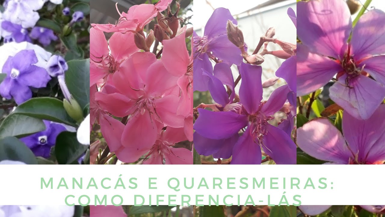 DIFERENÇAS ENTRE: QUARESMEIRAS, MANACÁ DA SERRA E MANACÁ DE CHEIRO ...