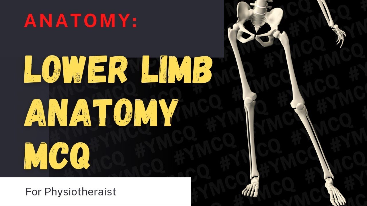 Тесты по анатомии нижних конечностей для физиотерапевтов | Тазобедренный сустав, колено, стопа | ...