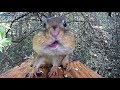 A Most Perfect Chipmunk Video