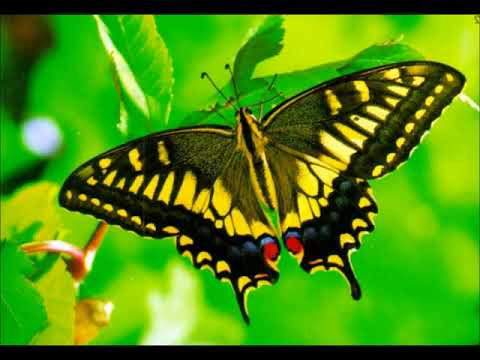 Метелик мінус