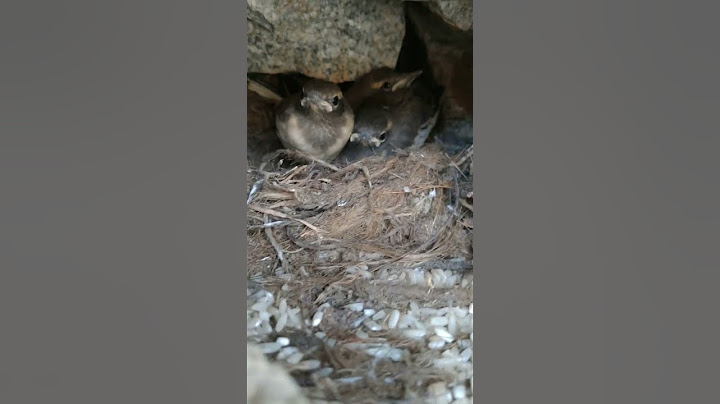 Young magpie birds ready to take first flight #birds #magpie #birdslover