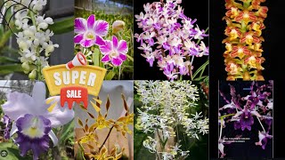 🔴Big sale senin pagi banyak id terbaru extra murah meriah😻Spesis dan hybrida koleksi🤠✅️