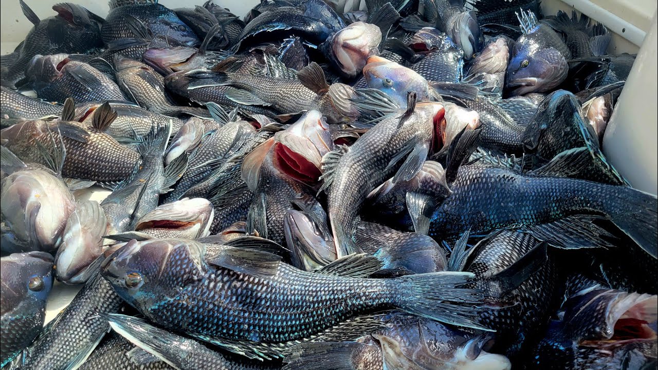 EPIC BLACK SEA BASS FISHING IN VIRGINIA BEACH!!! YouTube