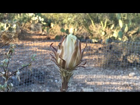 Time Lapse: Queen Of The Night Blooms