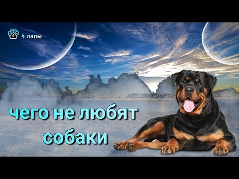 Чего не любят собаки