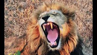 Plains Camp Male Lions with Ottawa Pride | Sabi Sands | 9 August 2026