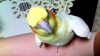 いいちこインコがひたすら見つめて来る動画 いいちこインコがひたすら見つめて来る動画