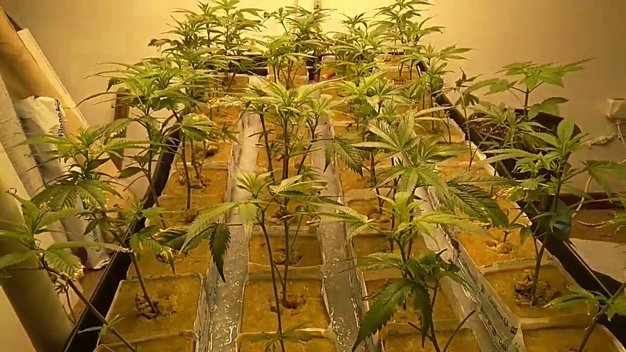 Zero media,  hydro sea of green from clones, - Part 1: 300W Samsung Type F LED grow light, 2x4