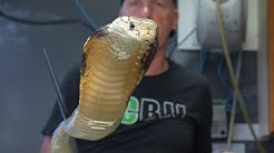 New england reptile distributors youtube
