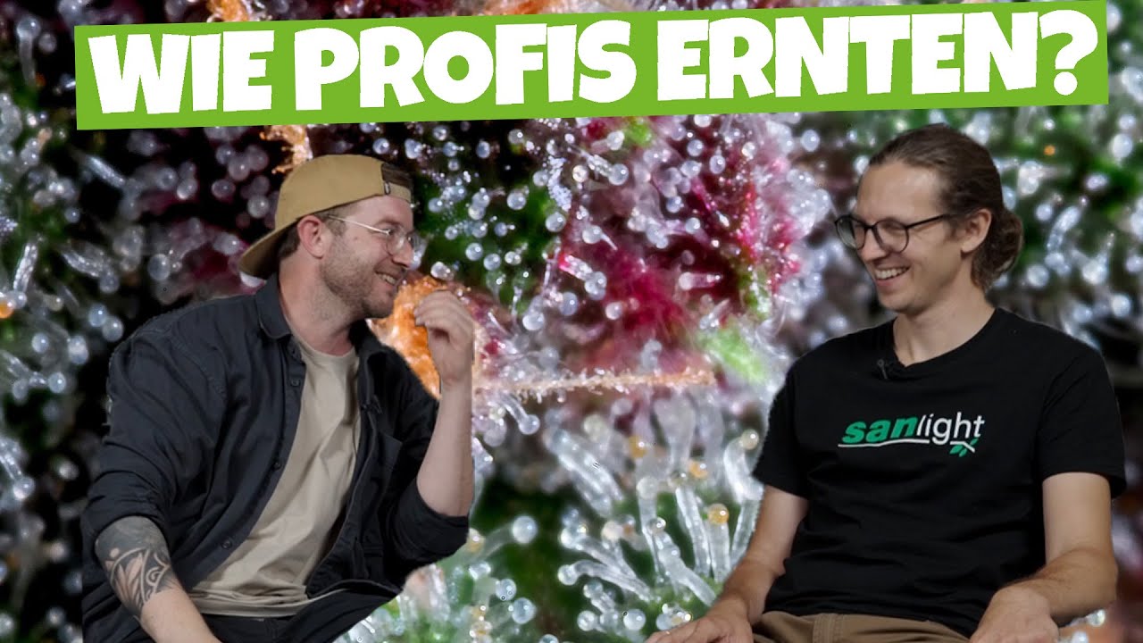 Wie ernten die GROW Profis von SANlight LED? | Erntezeitpunkt und richtige Trocknung deiner Blüten