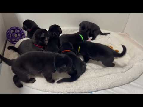 S litter von Fallamhain - 19 days old