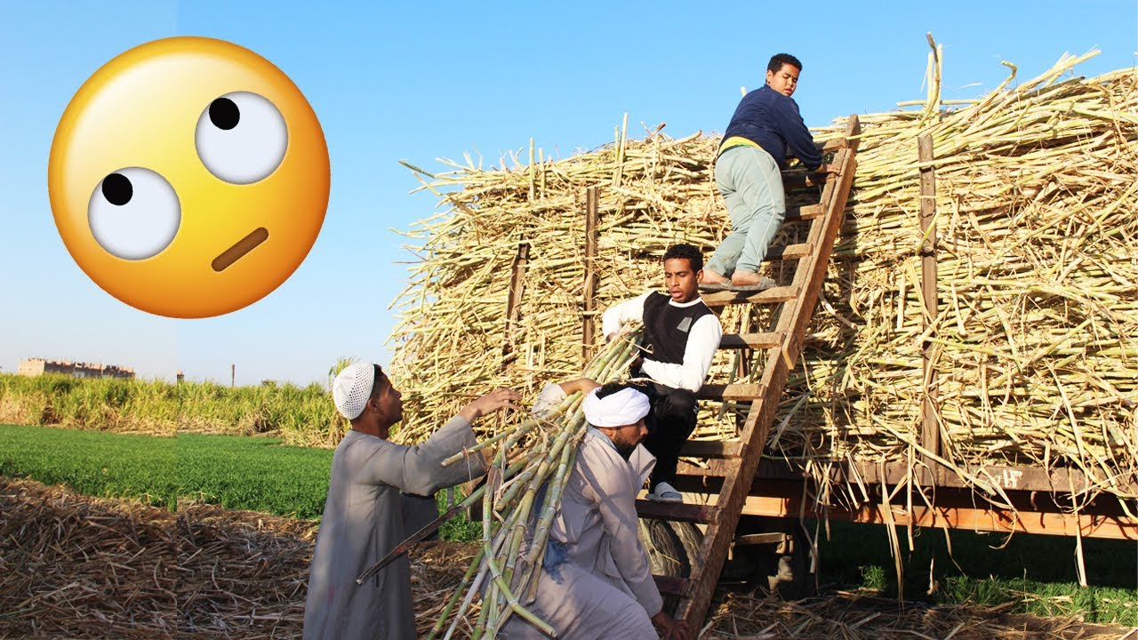 الحاج صديق وقع من فوق مقطورة القصب  | شوف حصل معاه اي  😂😂